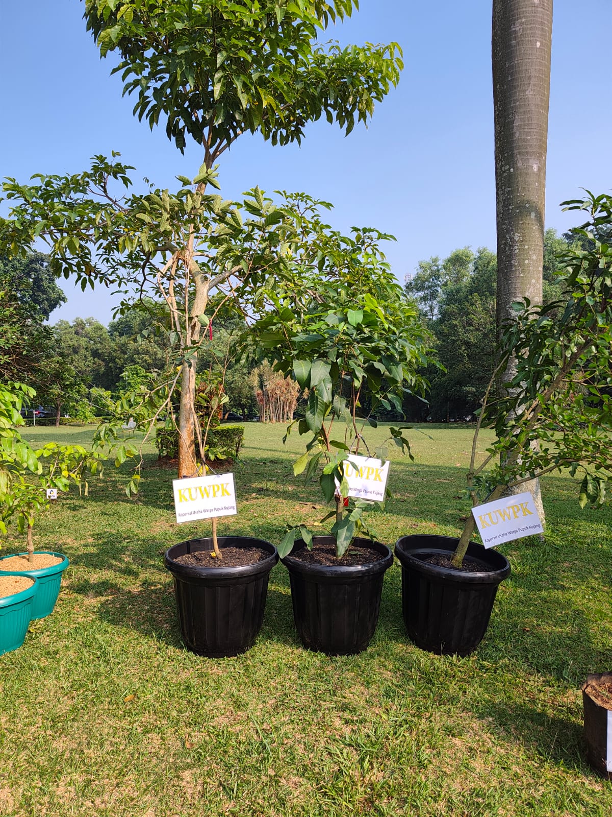 Sumbangan Pohon Produktif sebagai penganti Karangan Bunga HUT Pupuk Kujang